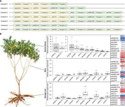 A promoter toolbox for tissue-specific expression supporting translational research in cassava (Manihot esculenta)